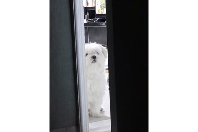 명절 꼬치 이거 넣나요???